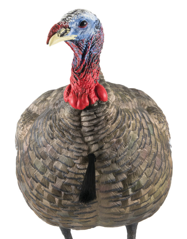 Avian X LCD Quarter-Strut Jake Turkey Decoy