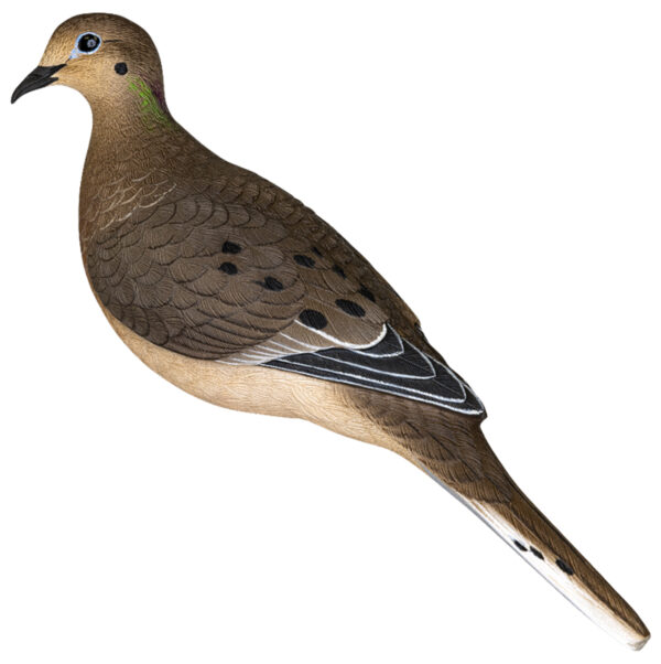 180033 Avian X AVX-DOVE-6PK Full Body Dove Multi-Color 6 Pack