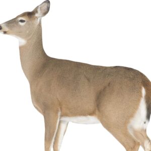 https3A2F2Fmedia.chattanoogashooting.com2Fimages2Fproduct2FQW00232FQW0023 Montana Decoy Co Dreamy Doe Decoy
