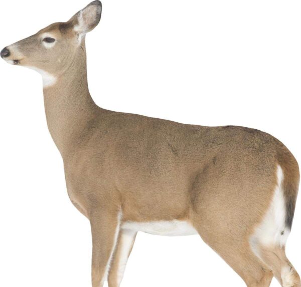 https3A2F2Fmedia.chattanoogashooting.com2Fimages2Fproduct2FQW00232FQW0023 Montana Decoy Co Dreamy Doe Decoy